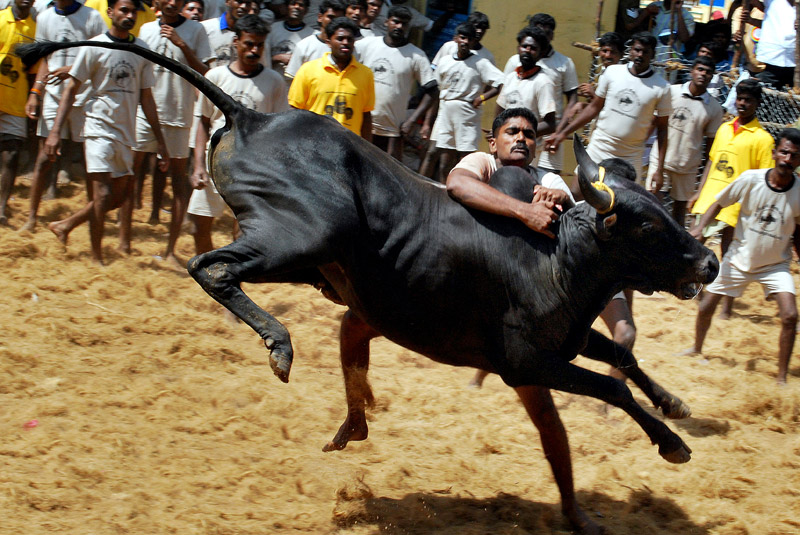 jallikattu_bull_wrestling_fighting_tamil_nadu_madras_courier