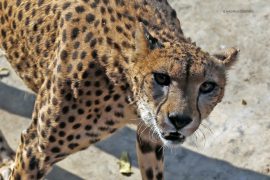 cheetah_wild_walking_zoo_madras_courier