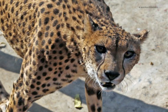 cheetah_wild_walking_zoo_madras_courier