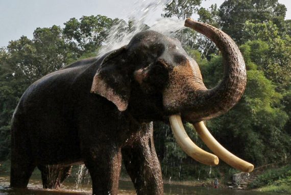 The Untold Story of India's Captive Elephants | Madras Courier