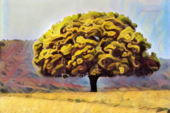 casuarina_tree_madras_courier