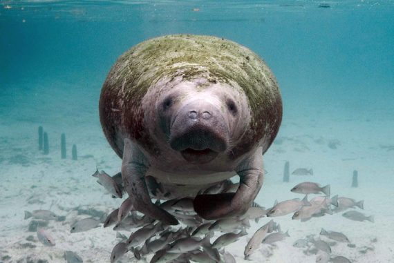 dugong_sea_cow_mermaid_madras_courier