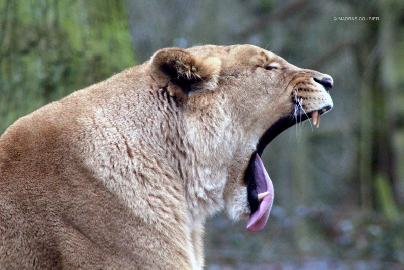 yawning_lion_madras_courier