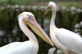 pelican_pair_lake_madras_courier