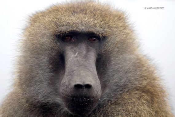 Baboons Shed Light on Human Behaviour | Madras Courier