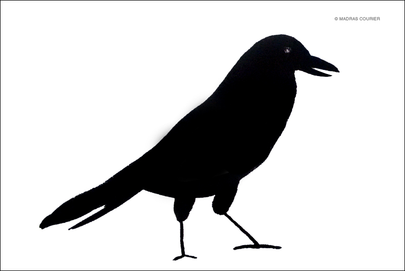 crow_friends_humans_madras_courier