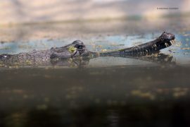 gharial_madras_courier