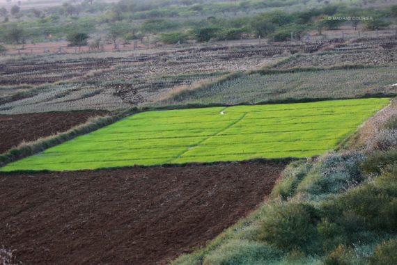 indian_village_madras_courier