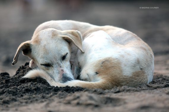 abandoned_dog_madras_courier