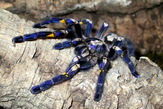 metallic_tarantula_endangered_madras_courier