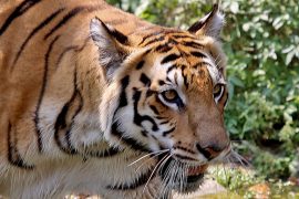 bengal_tiger_eyes_madras_courier