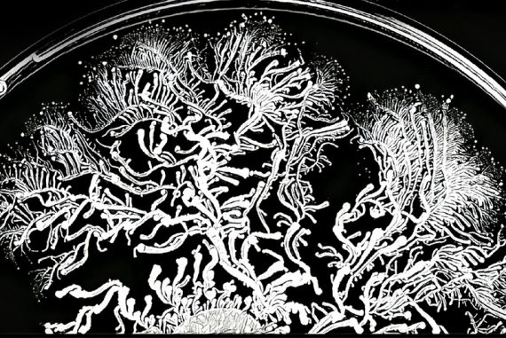 bacteria__madras_courier