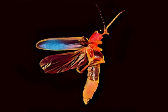 fireflies__madras_courier