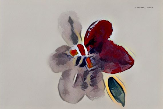 flower_madras_courier