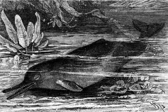 gangetic_dolphin_madras_courier