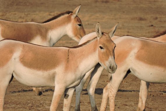 wild_ass_gujarat__madras_courier