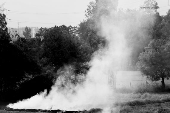 burning_paddy_fields__madras_courier