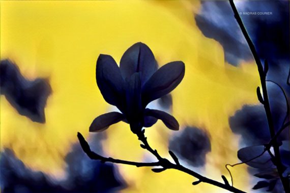 flower_madras_courier