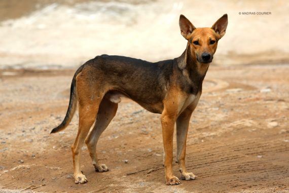 indian_pariah_dog_madras_courier