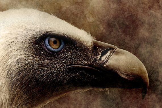 vulture_madras_courier