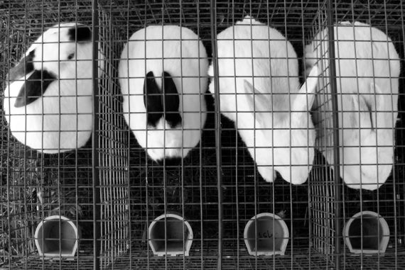 aminal_genocide_rabbit_madras_courier