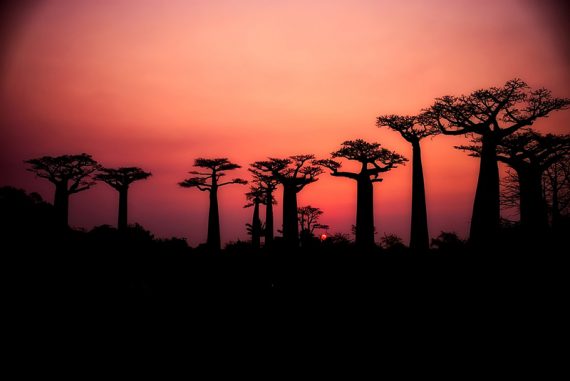 baobab_madras_courier