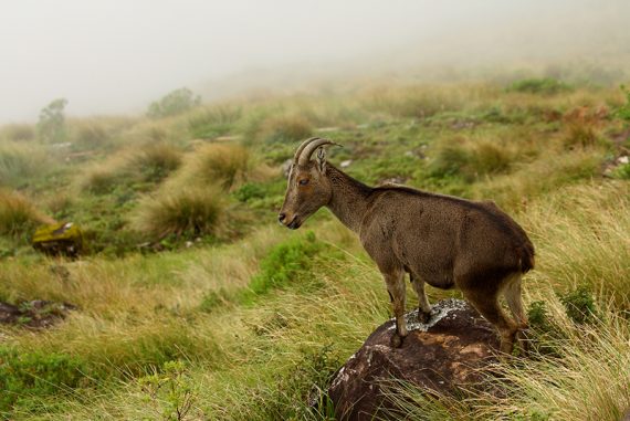 nilgiri_tahr_madras_courier