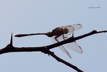 dragonfly_madras_courier