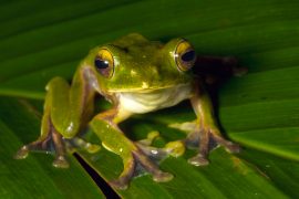 flying_frog_madras_courier