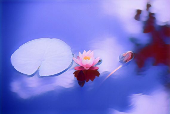 lotus_madras_courier