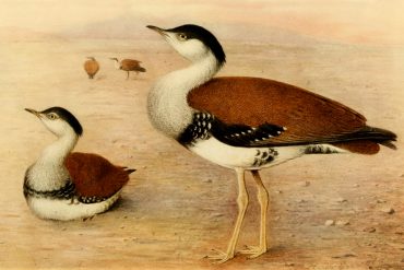 great_indian_bustard_madras_courier