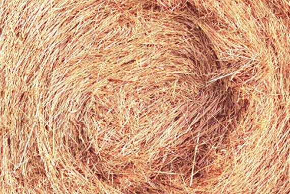 needle_haystack_madras_courier