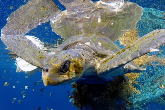 olive_ridley_turtles_madras_Courier