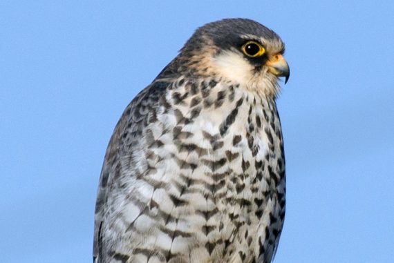 amur_falcon_madras_courier