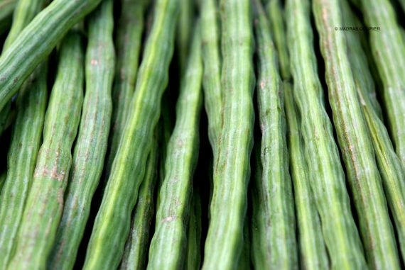 moringa_madras_courier