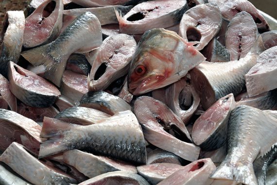 hilsa_madras_courier