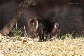 lion_tailed_macaque_madras_courier