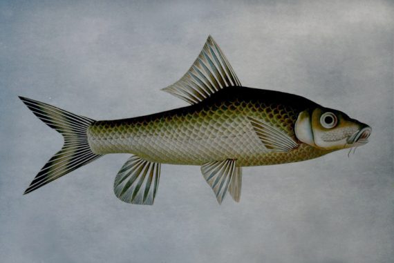 humpback_mahseer_madras_courier