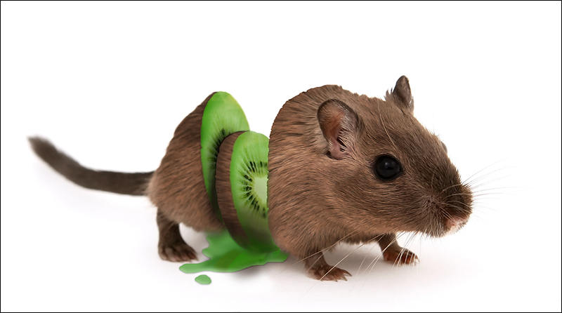 Sliced-Rat-Kiwi-Madras-Courier-PD | Madras Courier