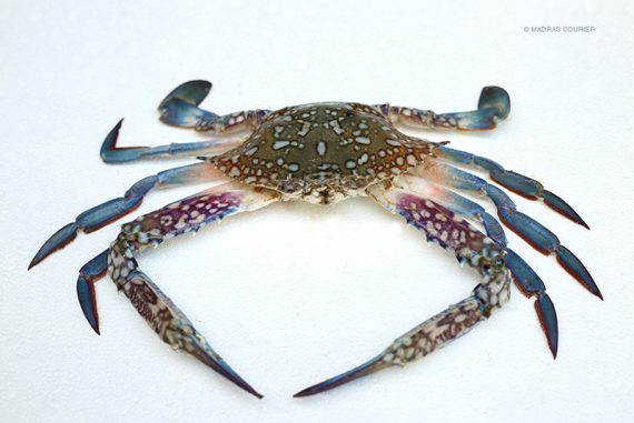crab_climate_bangladesh_madras_courier