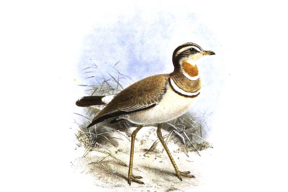 jerdons_courser_madras_courier