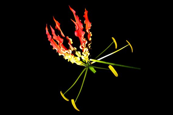 gloriosa-superba_madras_courier