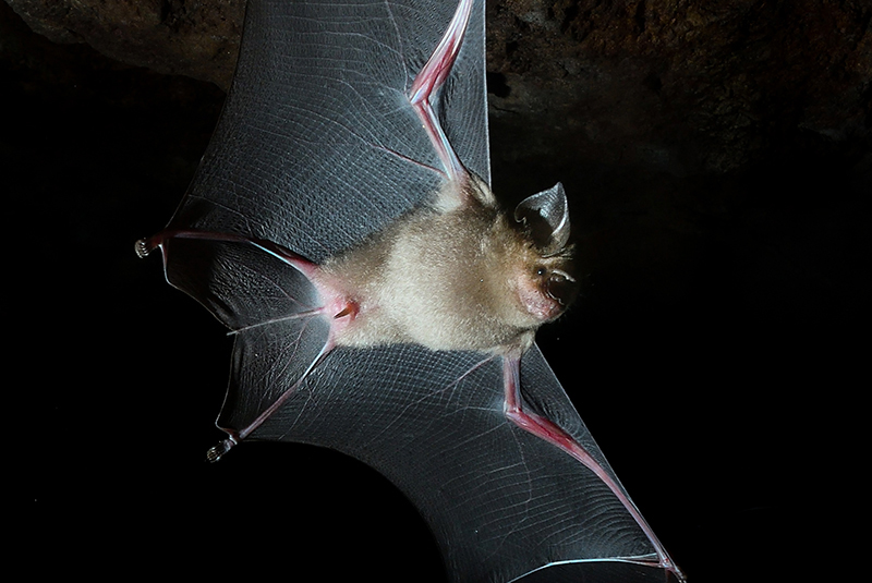 Schneiders-Leaf-Nosed-Bat-Madrascourier | Madras Courier