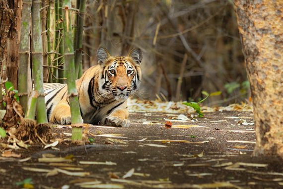 The_curious_tiger-madras_courier