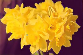 daffodils_poem_madras_courier