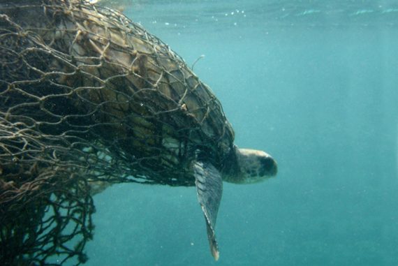 plastic_pollution_ocean_madras_courier