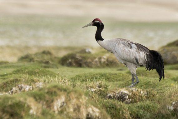 black_necked_crane_madras_courier