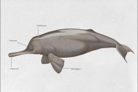 gangetic_dolphin_madras_courier
