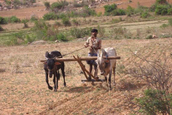 farmer_crisis_madras_courier