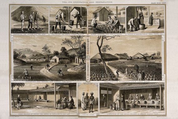 assam_tea_robert_bruce_madras_courier